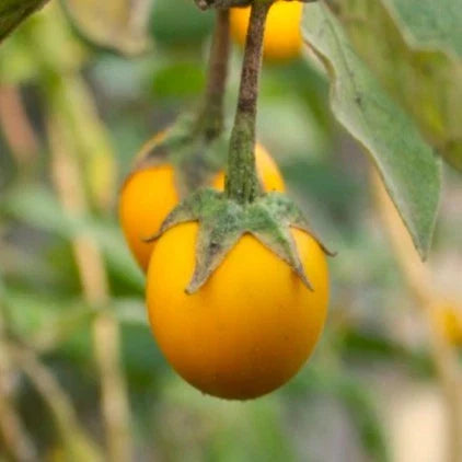 Golden Eggs Eggplant Seeds - Small Yellow Ornamental Variety - Solanum melongena - Non-GMO Seeds for 2025 Planting