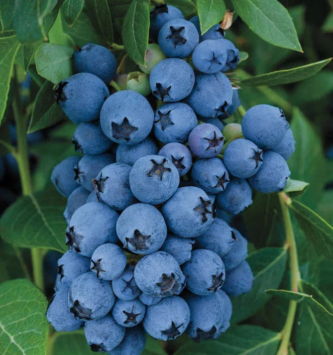 Jewel Blueberry Bush Starter Plant 4-6 in - Vaccinium corymbosum 'Jewel' - High-Yield, Self-Pollinating Blueberries