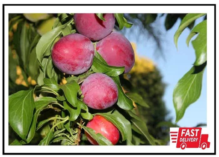 Dwarf Santa Rosa Plum Tree - Bare Root Compact Fruit Tree - Prunus domestica 'Santa Rosa' - Self-Pollinating, Sweet Plums