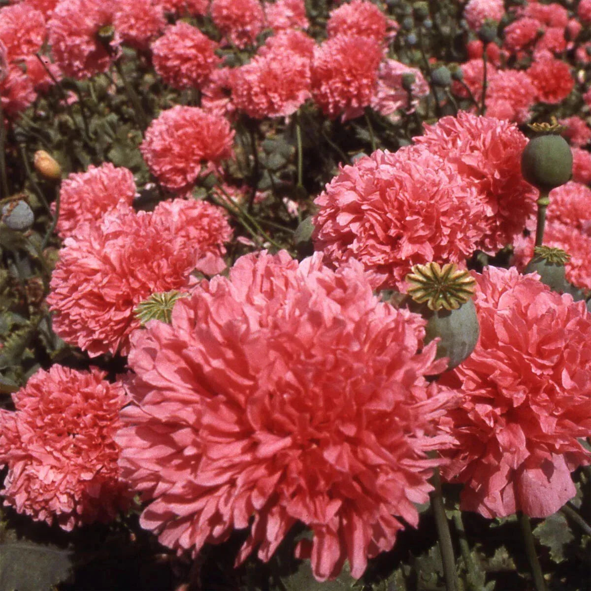 Salmon Double Poppy Seeds - 200+ Pack for Garden Planting - Papaver somniferum - USA Grown, Attracts Pollinators