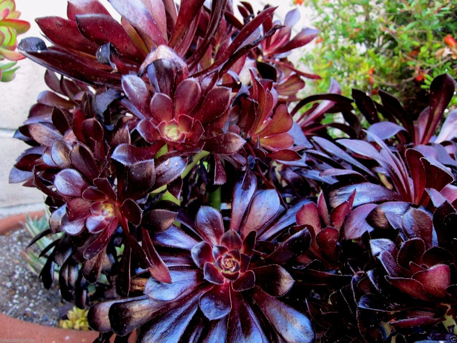 Aeonium Succulent Cuttings - 2 Cuttings - Black Rose Deep Dark Purple - Aeonium arboreum 'Zwartkop' - Indoor Gardening