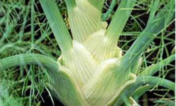 Fennel Seed Pack - 25+ Heirloom Non-GMO Florence Fennel Seeds - Foeniculum vulgare var. dulce for Culinary and Garden Use