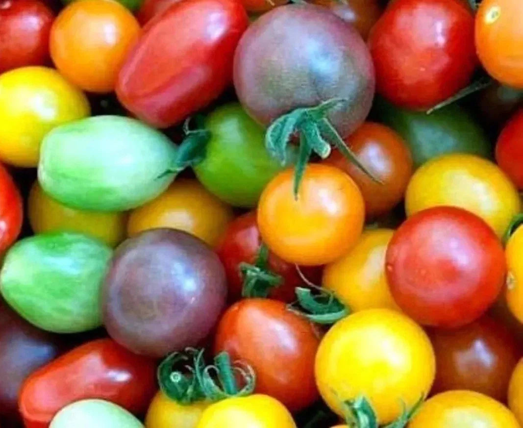 Rainbow Cherry Tomato Seeds - Heirloom Organic Non-GMO - 60+ Seeds - Solanum lycopersicum - Colorful, Flavorful Harvest