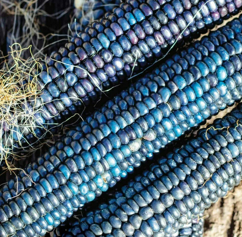 Ornamental Corn Seeds - Blue Glass Gem Popcorn - Shades of Blue - Zea mays everta - 100 Heirloom Seeds for Garden Use