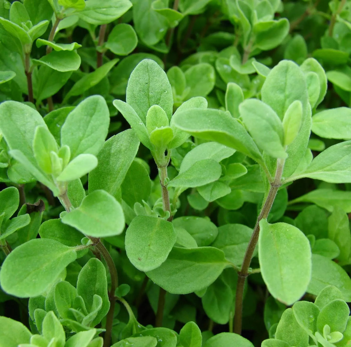 Marjoram Seeds 1000+ Non-GMO Sweet Spice Herb Origanum majorana - Perennial Culinary Herb for Garden