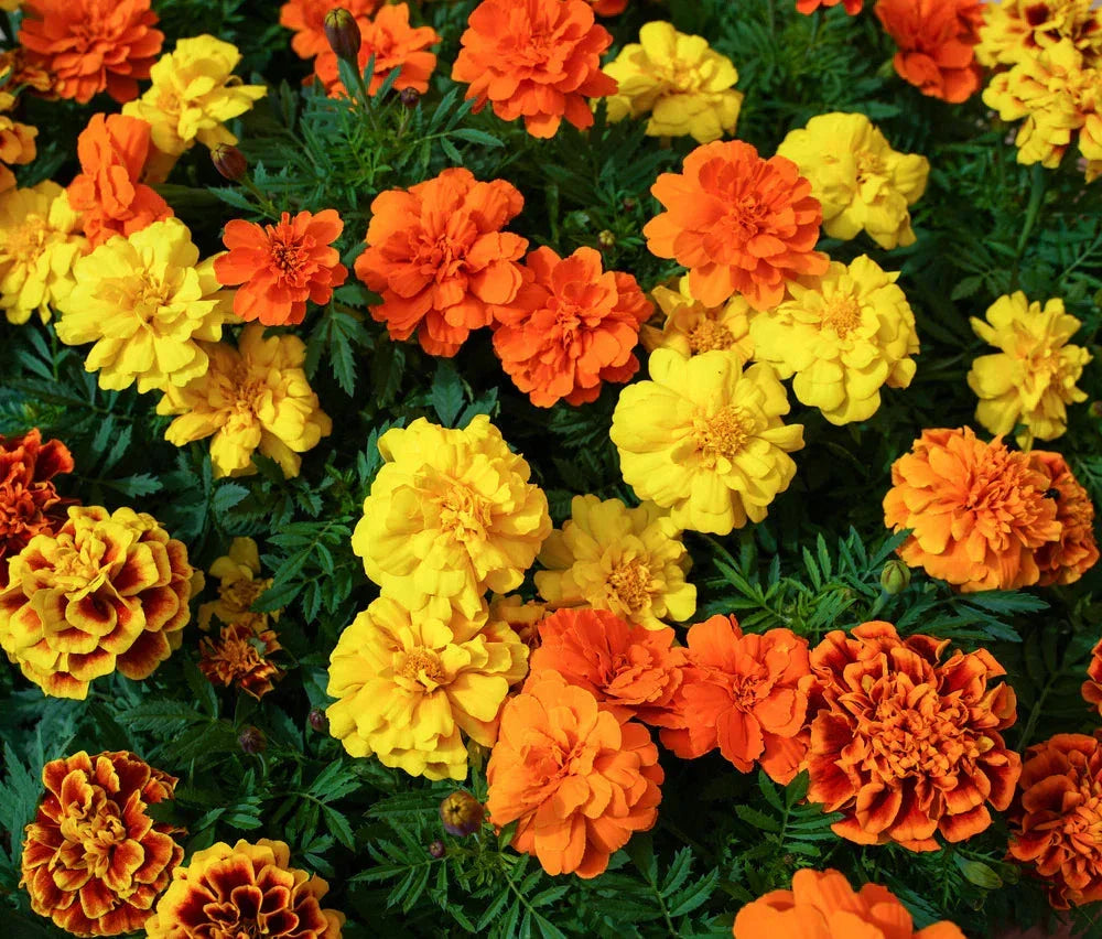 French Marigold Seeds Pack - Sparky Mix - Tagetes Patula - Vibrant Orange & Yellow Blooms - Non-GMO for 2025 Planting