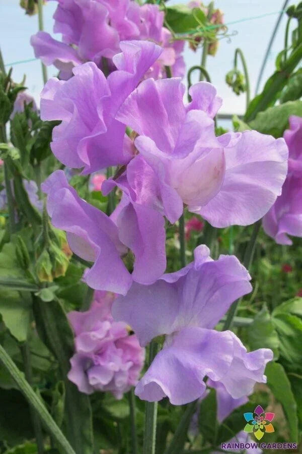 Serenity Sweet Pea Seeds - 50+ Count - Lathyrus odoratus - Non-GMO Garden Flower Seeds for Vibrant Blooms