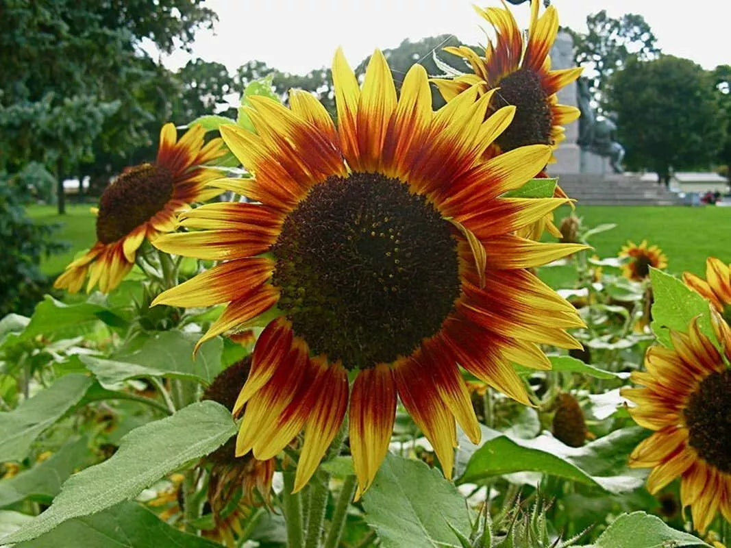 Dwarf Red Giant Sunflower Seeds - 20 Pack, Exotic Multi-Head Variety, Helianthus annuus, Deep Red Petals with Yellow Center