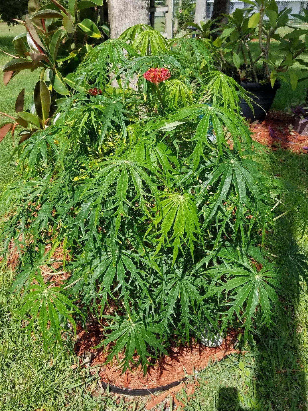 Rooted Starter Plant - Jatropha Multifida - Flowering Coral Tree Bush - Tropical Greenery - Ornamental Garden Plant