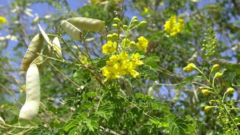 Totoposte Bush Seeds (10 Seeds) - Caesalpinia Velutina - Drought-Resistant Ornamental Plant for Gardens