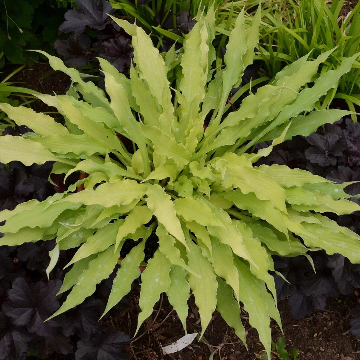 Hosta Plant 5.25" Pot Wiggles and Squiggles Perennial Shade Plant Hosta 'Wiggles and Squiggles' Low-Maintenance Garden Foliage