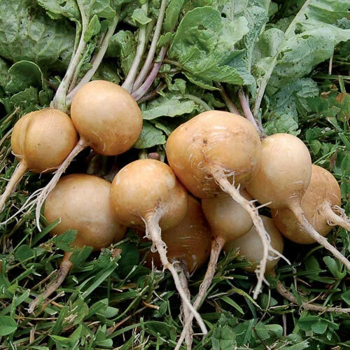 Golden Helios Radish Seeds - NON-GMO Heirloom Variety, Raphanus sativus, Fast-Growing, Vibrant Yellow, Easy to Grow