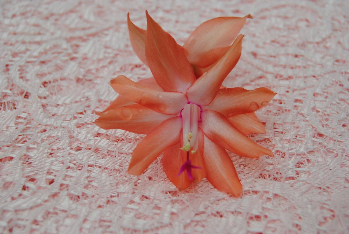 Christmas Cactus Starter Plant - Small Butterfly Dusky Peach - Schlumbergera Truncata - Healthy Rooted Indoor Plant