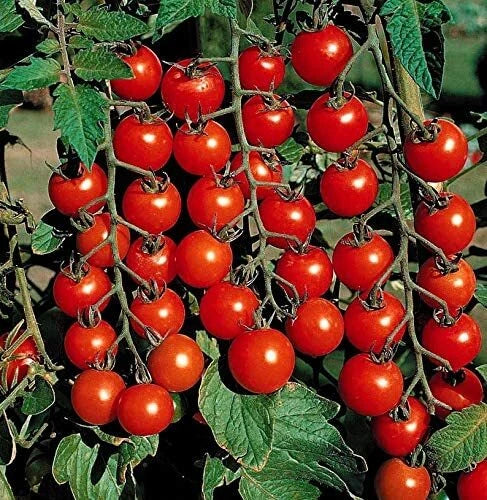Cherry Tomato Seeds Pack - 100 Heirloom Seeds - Solanum lycopersicum - High-Yield, Easy to Grow, Vibrant Red Fruits