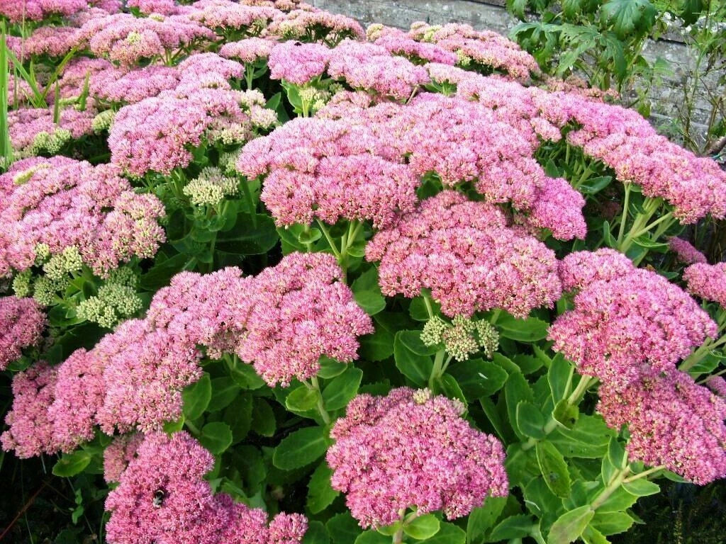 Sedum Plants 6 Pack - Pink Perennial Autumn Joy Stonecrop - Sedum 'Autumn Joy' - Hardy & Drought-Resistant
