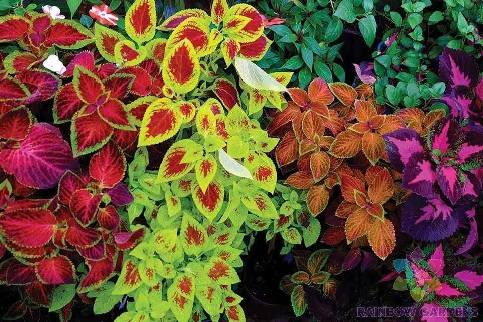 Mixed Coleus Seeds Packet - 25+ Colorful Varieties - Easy to Grow Foliage - Plectranthus scutellarioides - USA