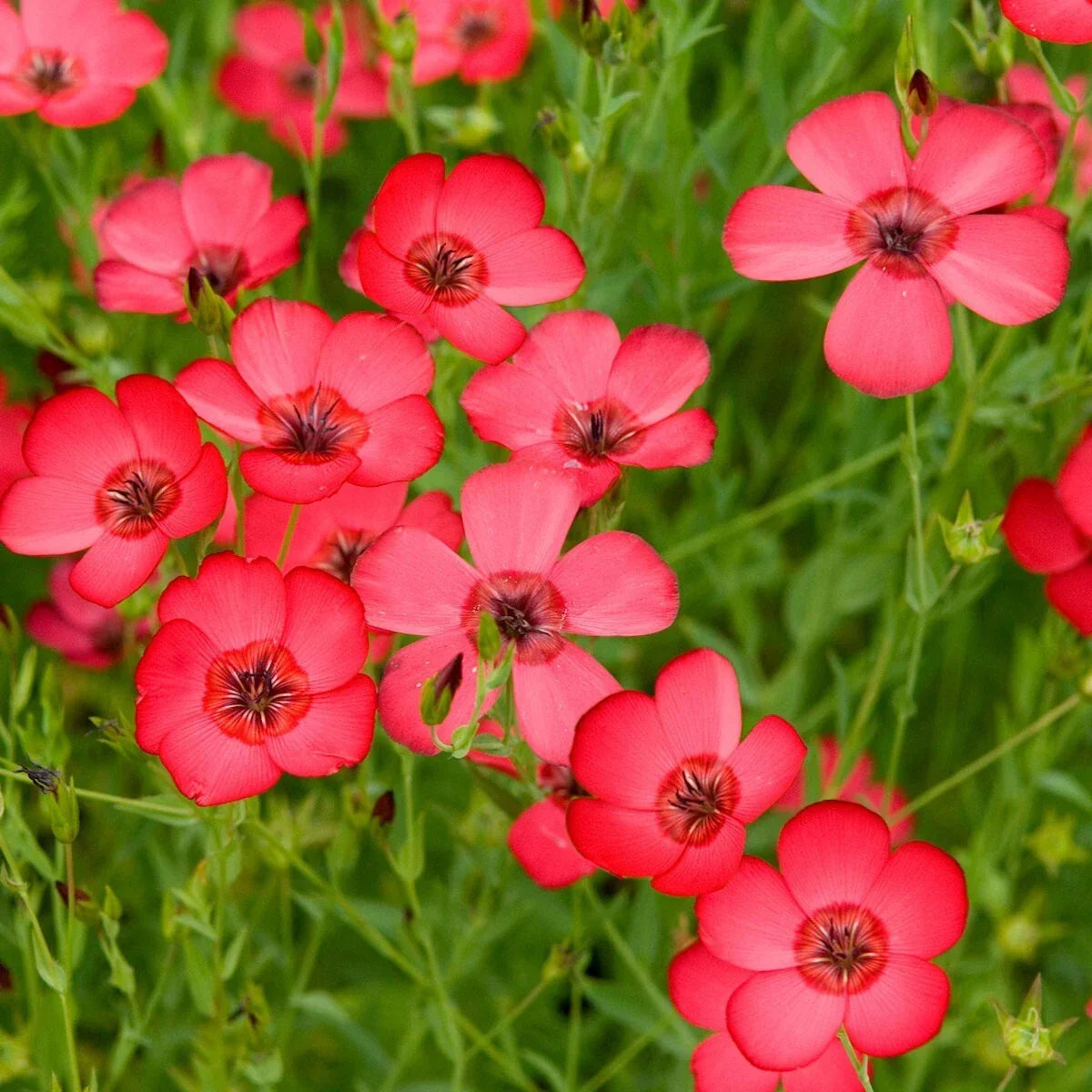 Scarlet Flax Wildflower Seeds 1/4 Lb Mylar Packet - Linum grandiflorum - Non-GMO, Attracts Pollinators, Easy to Grow