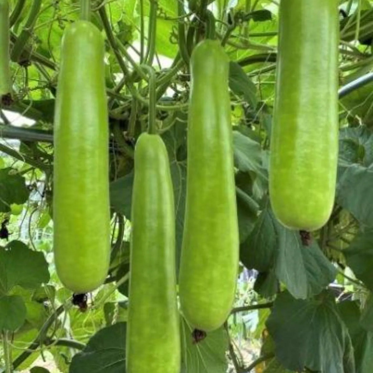 35pcs Long Bottle Gourd Seeds - Non-GMO Calabash Gourd Seeds for Planting - Lagenaria siceraria