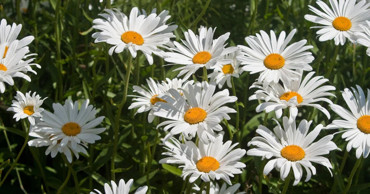 Roman Chamomile Seeds - 1000+ Bulk Medicinal Herb, Fragrant Groundcover, Chamaemelum nobile - Perennial Garden Plant
