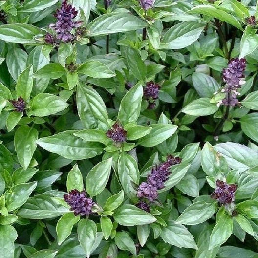 Cinnamon Basil Seeds - Non-GMO Herb Seeds - Ocimum basilicum - Aromatic Culinary Flavor - Easy to Grow Indoors/Outdoors