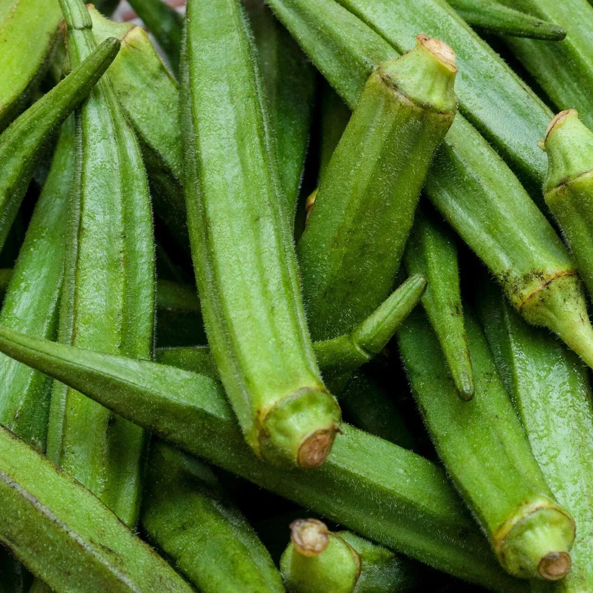 Perkins Long Pod Okra Seeds, Non-GMO Spineless Variety, Large Size, Abelmoschus esculentus for Home Gardens