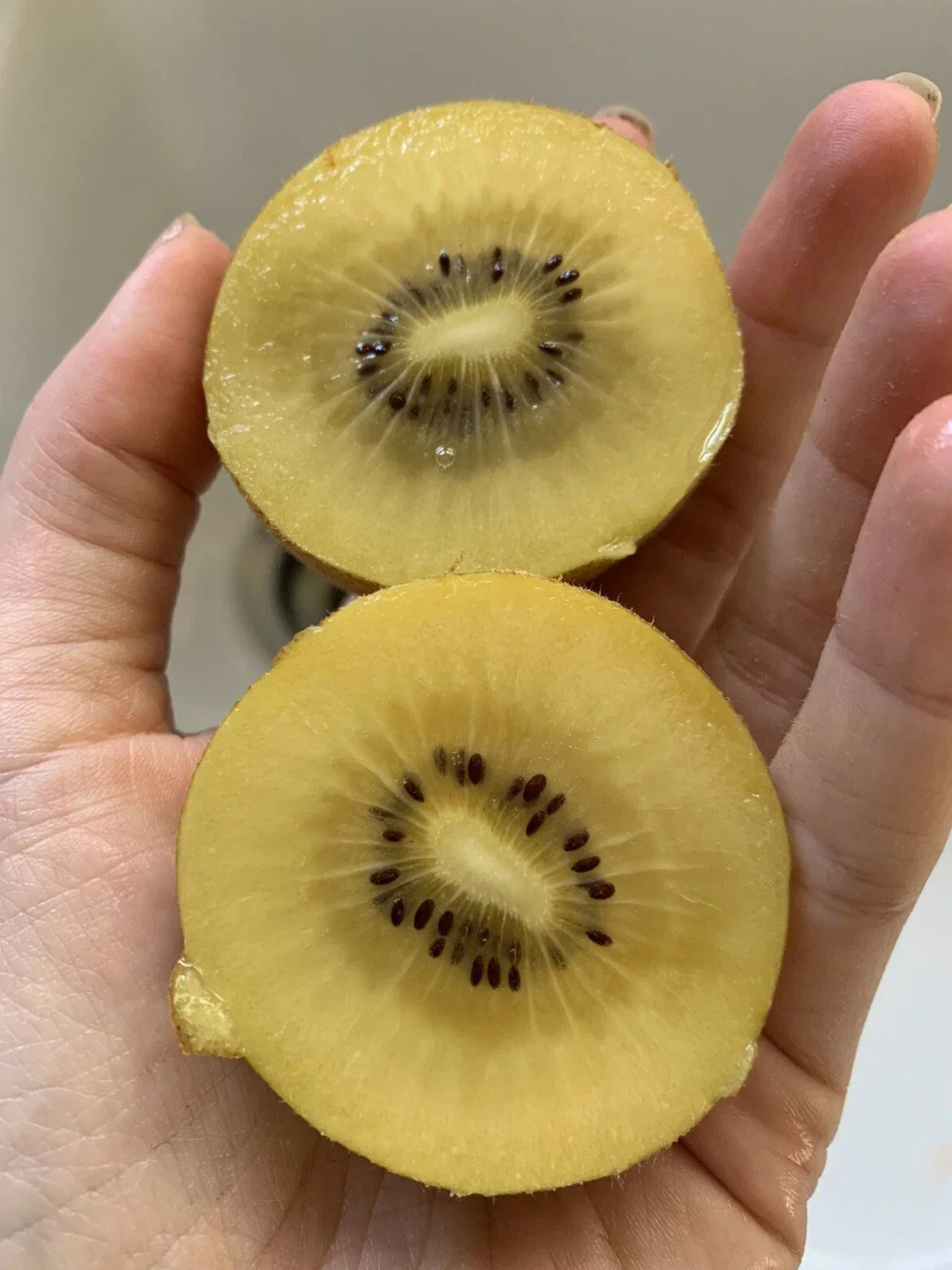 Golden Kiwi Fruit Seeds - 50 Pack - Yellow Variety - Actinidia deliciosa - Organic Non-GMO - Rare Gooseberry Seeds