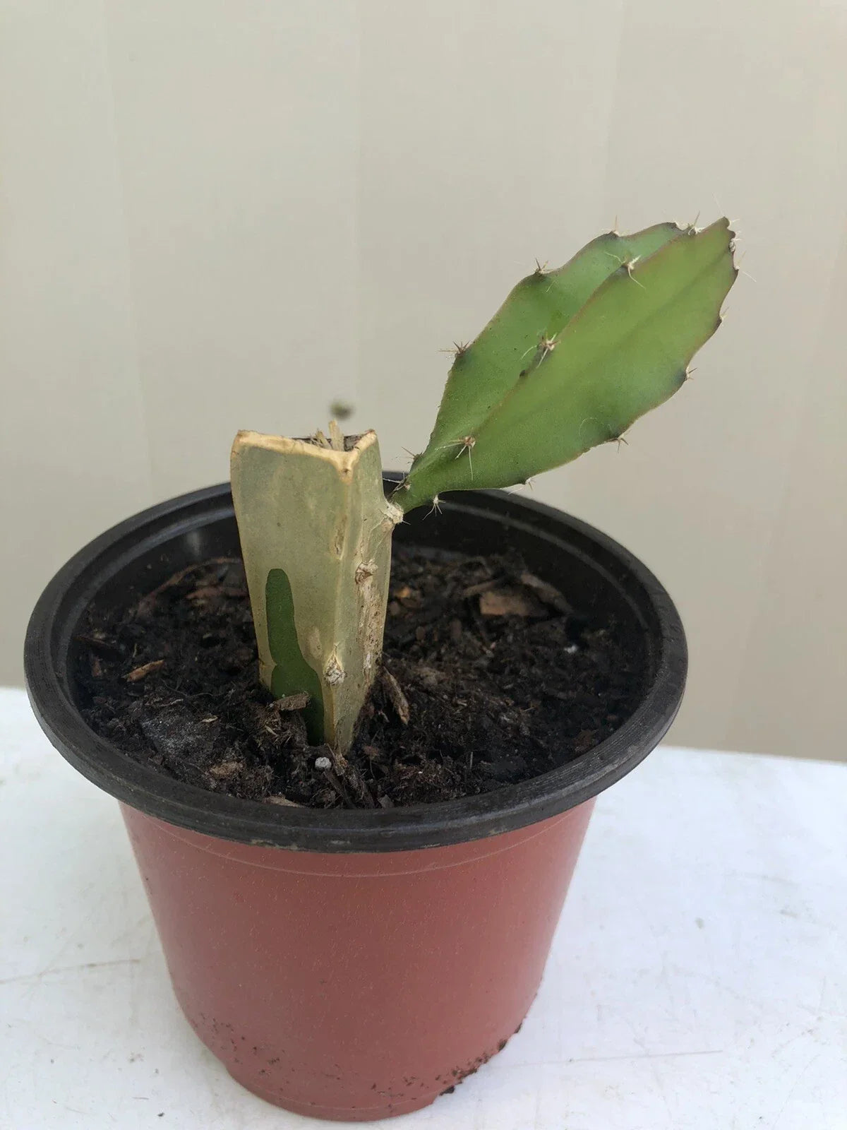 Rooted White Dragon Fruit Plant Cutting 6” in Pot - Pitaya Cactus (Hylocereus undatus) - Exotic Tropical Cactus for Garden