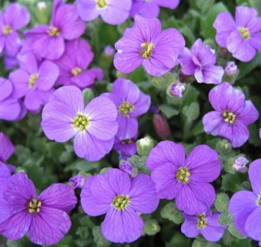 Purple Rockcress Seeds 200+ Pack, Vibrant Purple Ground Cover, Aubrieta deltoidea Perennial for Garden
