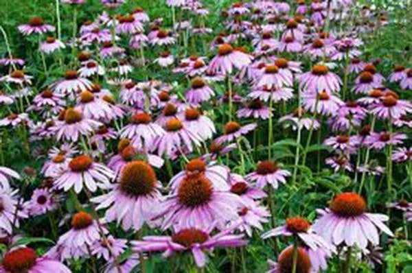 Purple Coneflower Seeds - 500 Seeds Echinacea Purpurea, Vibrant Purple Flowering Plant for Garden, Attracts Pollinators