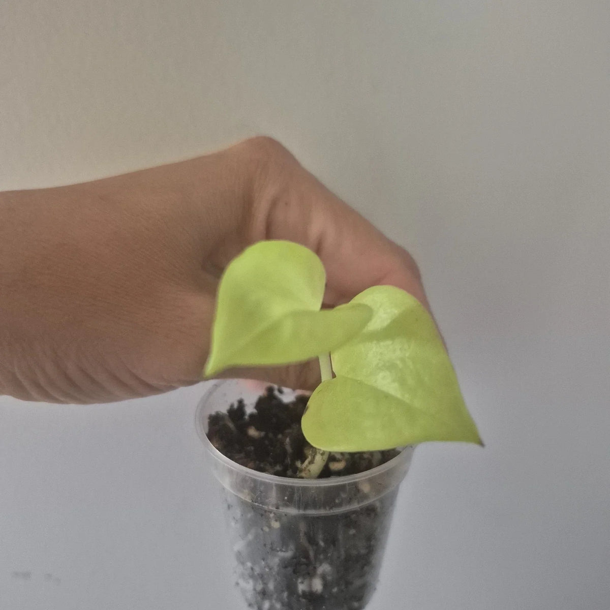 Neon Pothos Starter Plant in 2 Inch Pot | Epipremnum aureum | Vibrant Green Indoor Houseplant with Air-Purifying Qualities