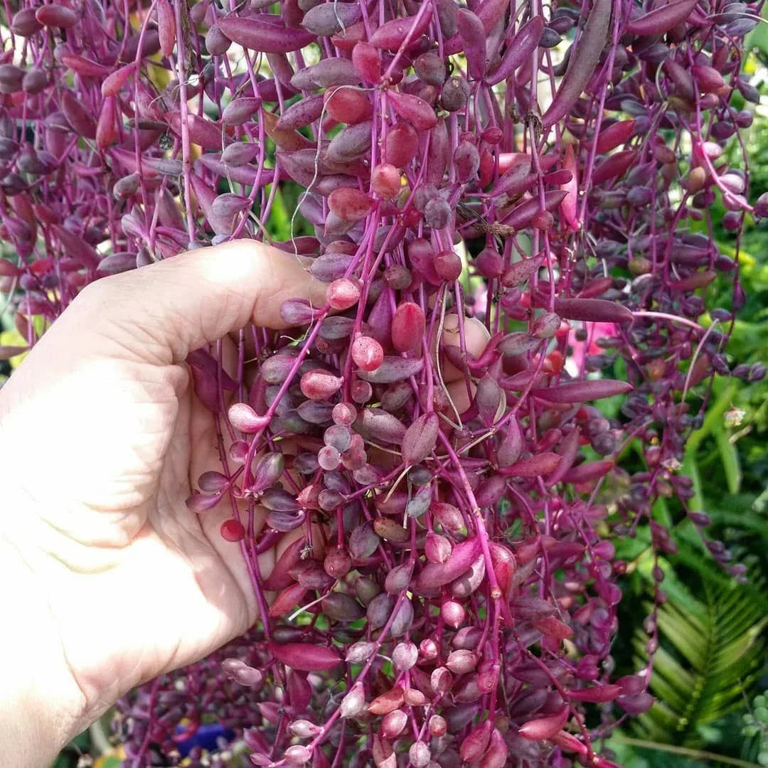 Othonna capensis Ruby Necklace Succulent Cuttings - 15 Pieces, Colorful Trailing Succulent for Plant Lovers