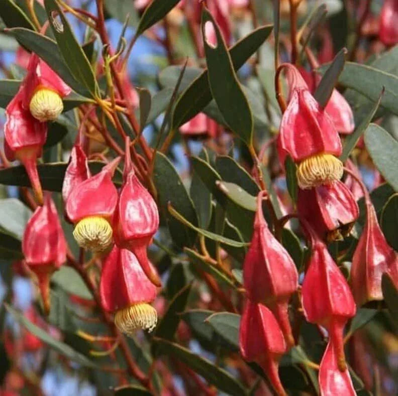 Fuchsia Gum Tree Seeds (30 Seeds) Eucalyptus forrestiana, Colorful Flowering Tree, Planting Supplies for Garden