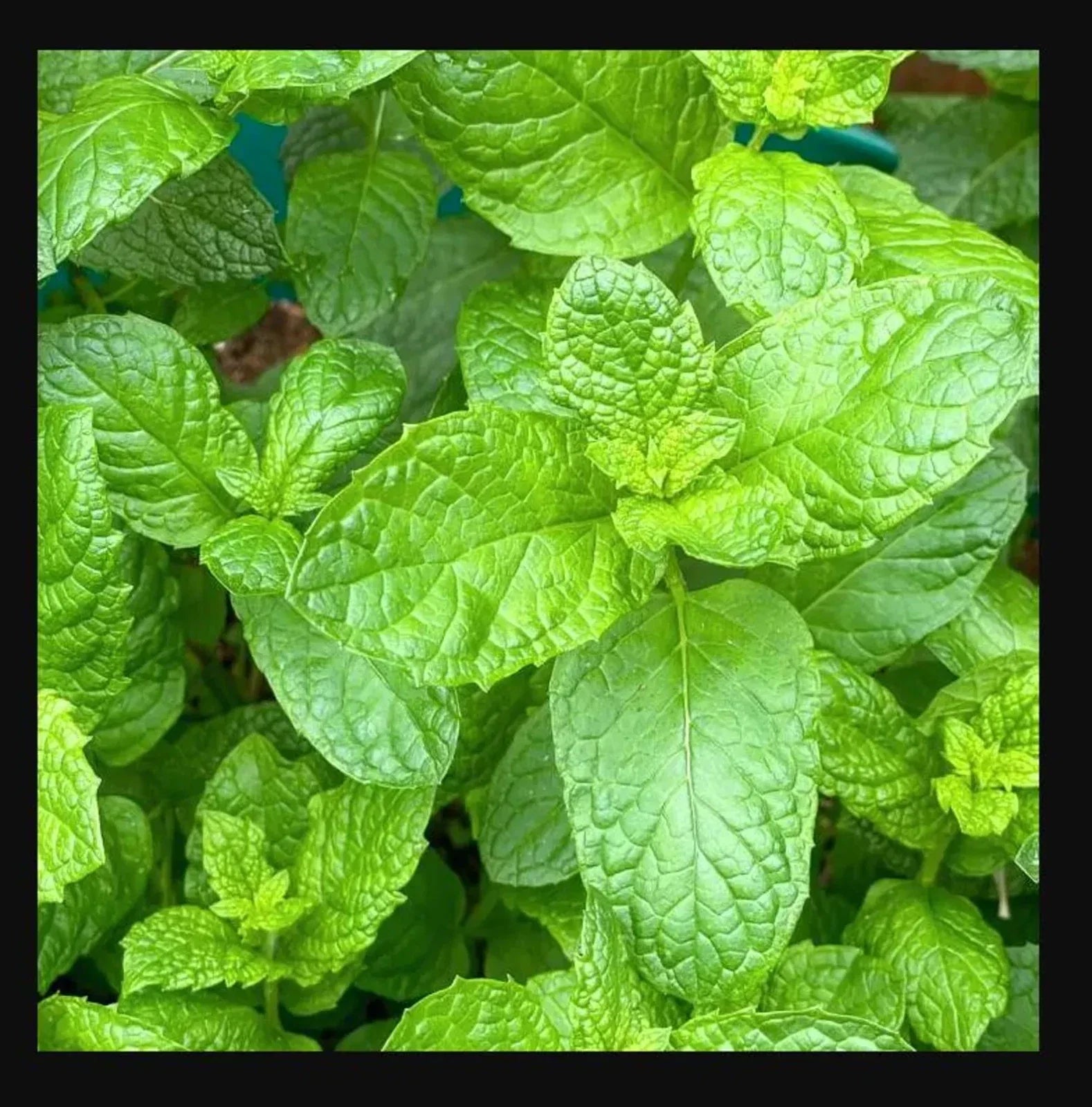 Sweet Mint Live Plants - 4 Inch Pot - Mentha spicata - Fresh Mint for Mojitos, Indoor/Outdoor Herb Garden