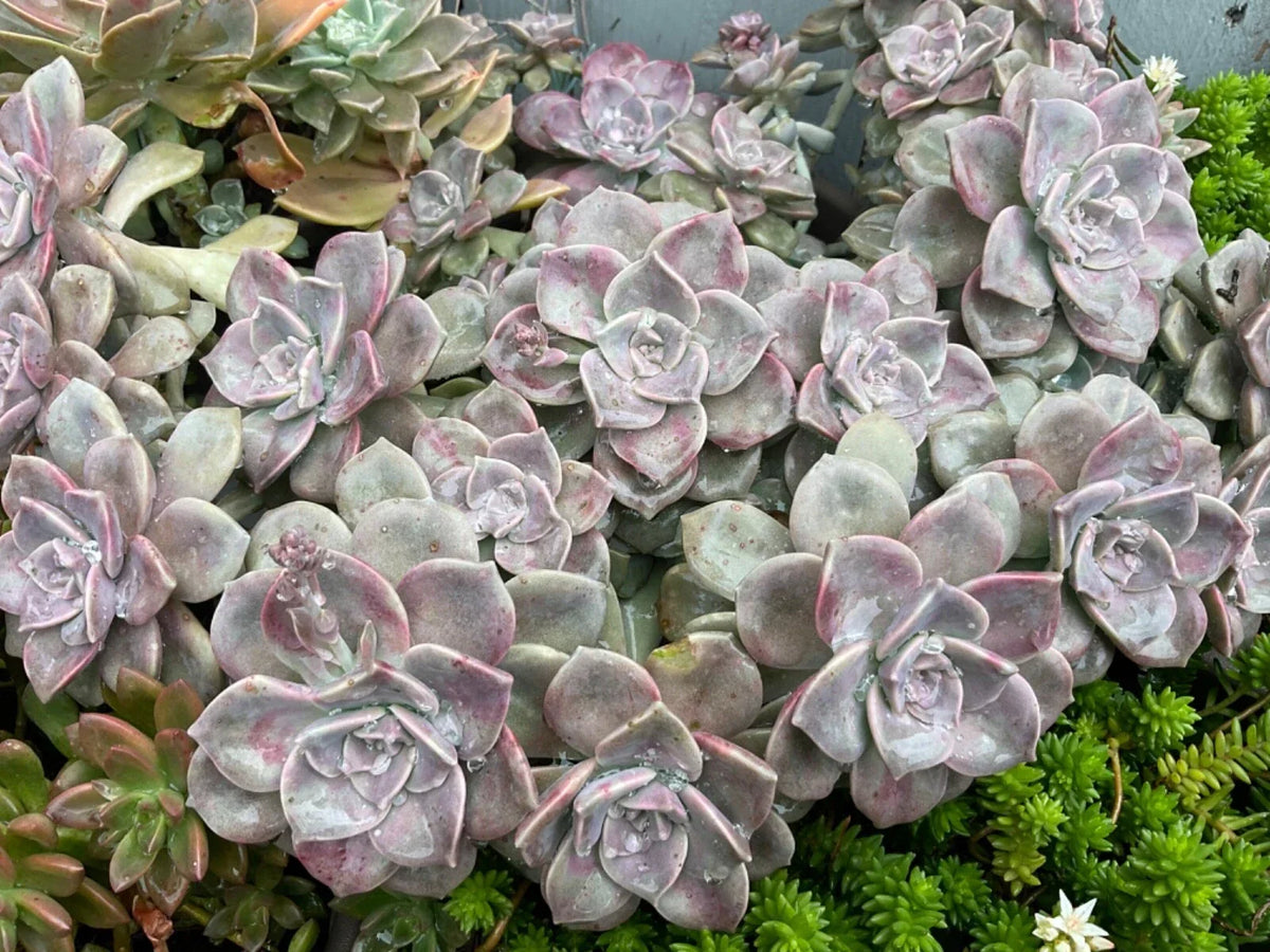 Graptopetalum "Purple Delight" Succulent Cuttings - 2 Live Plant Cuttings for Indoor Gardening - Graptopetalum paraguayense