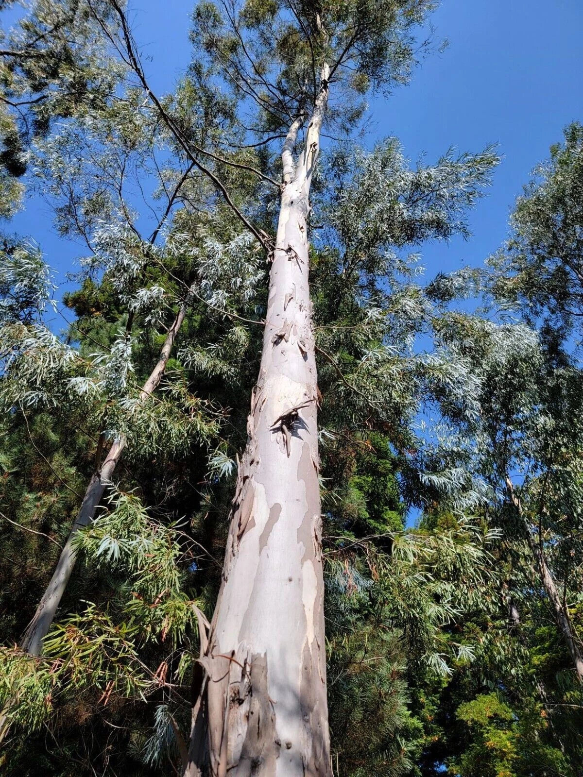 50 White Peppermint Eucalyptus Seeds | Perennial Flower Seeds | Eucalyptus globulus | Aromatic Garden Plants