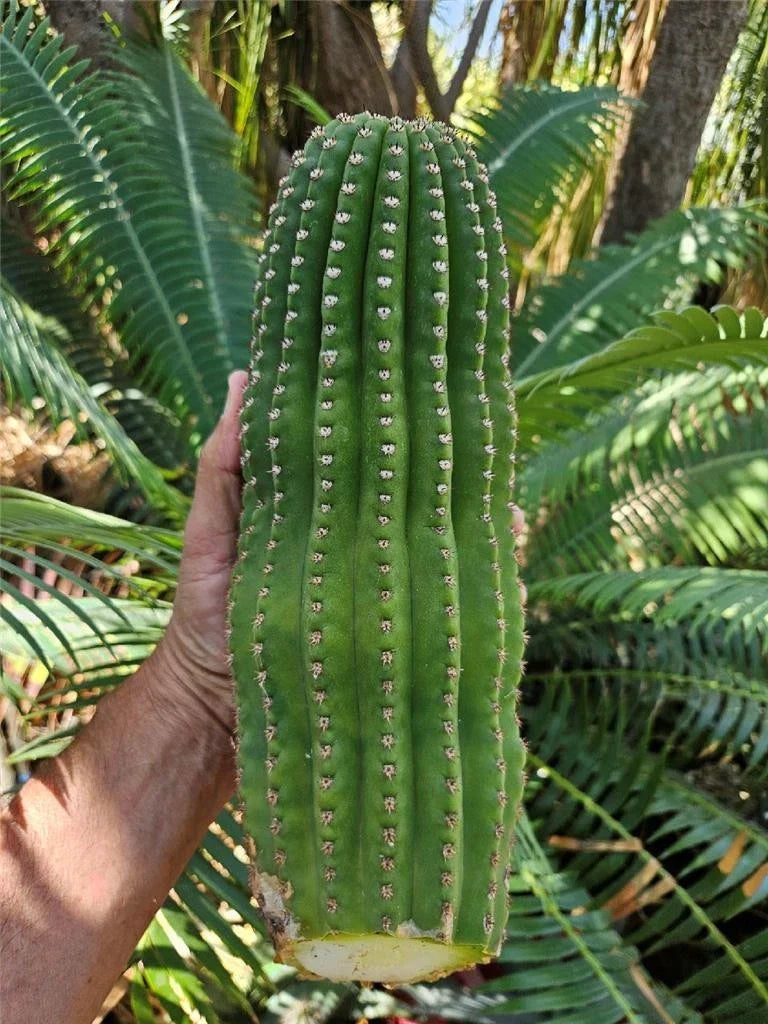 Echinopsis Hybrid Riverside Cutting - Large Unrooted 12x4 Inch Cactus - Echinopsis spp. - Perfect for Plant Propagation