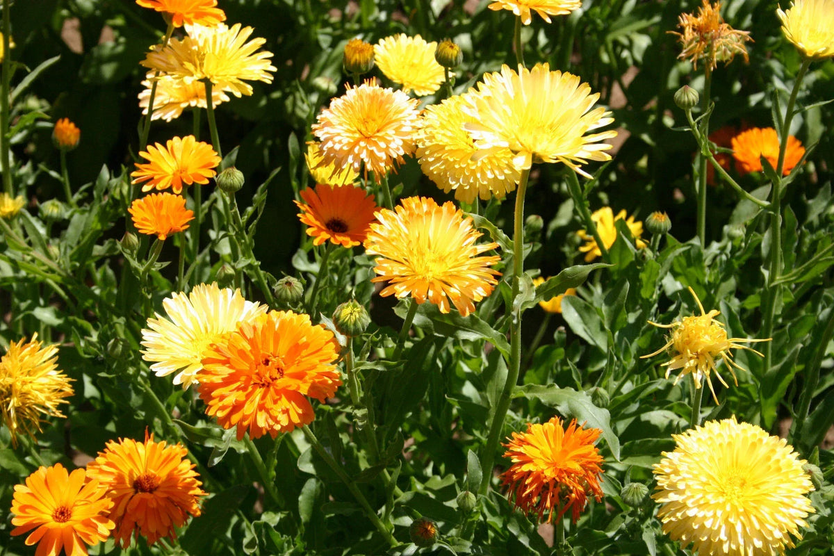 Calendula Seeds 50 Pack - Pacific Beauty Mix - Bright Colorful Blooms - Calendula officinalis
