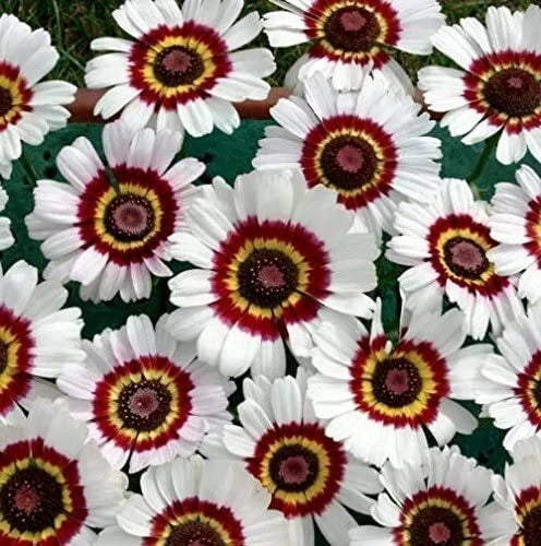 Painted Daisy Flower Seeds - 100 Count - Colorful Chrysanthemum Variety - Chrysanthemum carinatum - Easy to Grow Garden Blooms