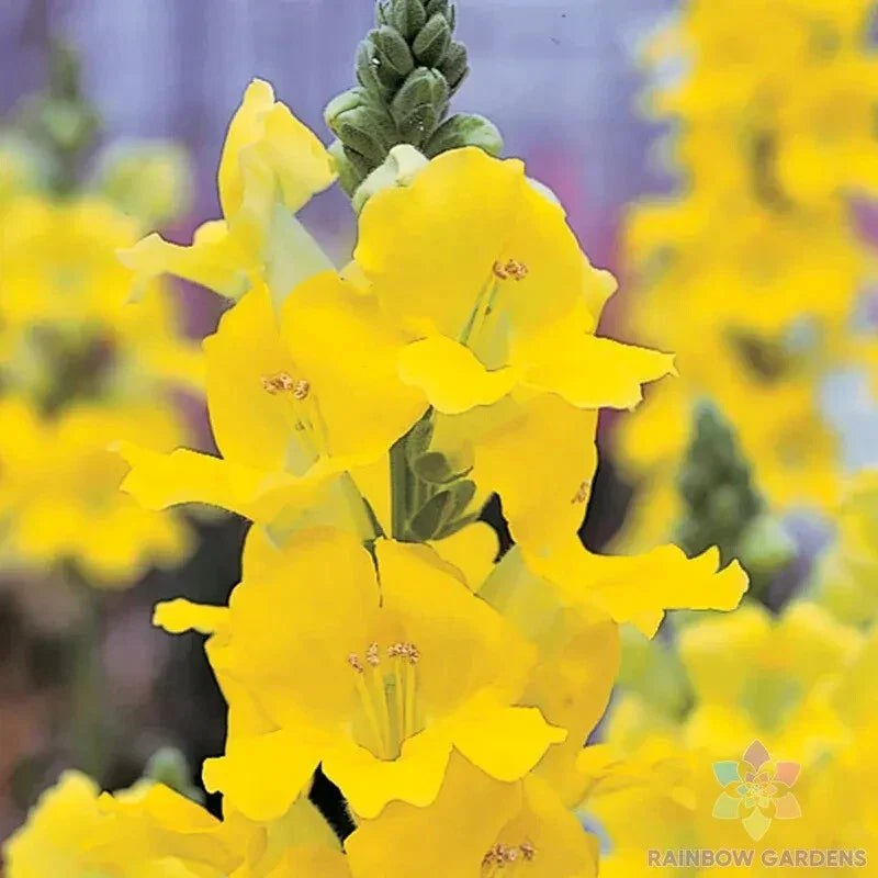 Chantilly Yellow Snapdragon Seeds - 1000+ Pack - Antirrhinum majus - Vibrant Garden Flower Seeds - Non-GMO - USA