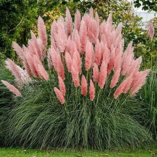 Giant Pink Pampas Grass Seeds - 100 Count - Cortaderia selloana - Ornamental Grass for Garden - Made in USA, Ships from Iowa