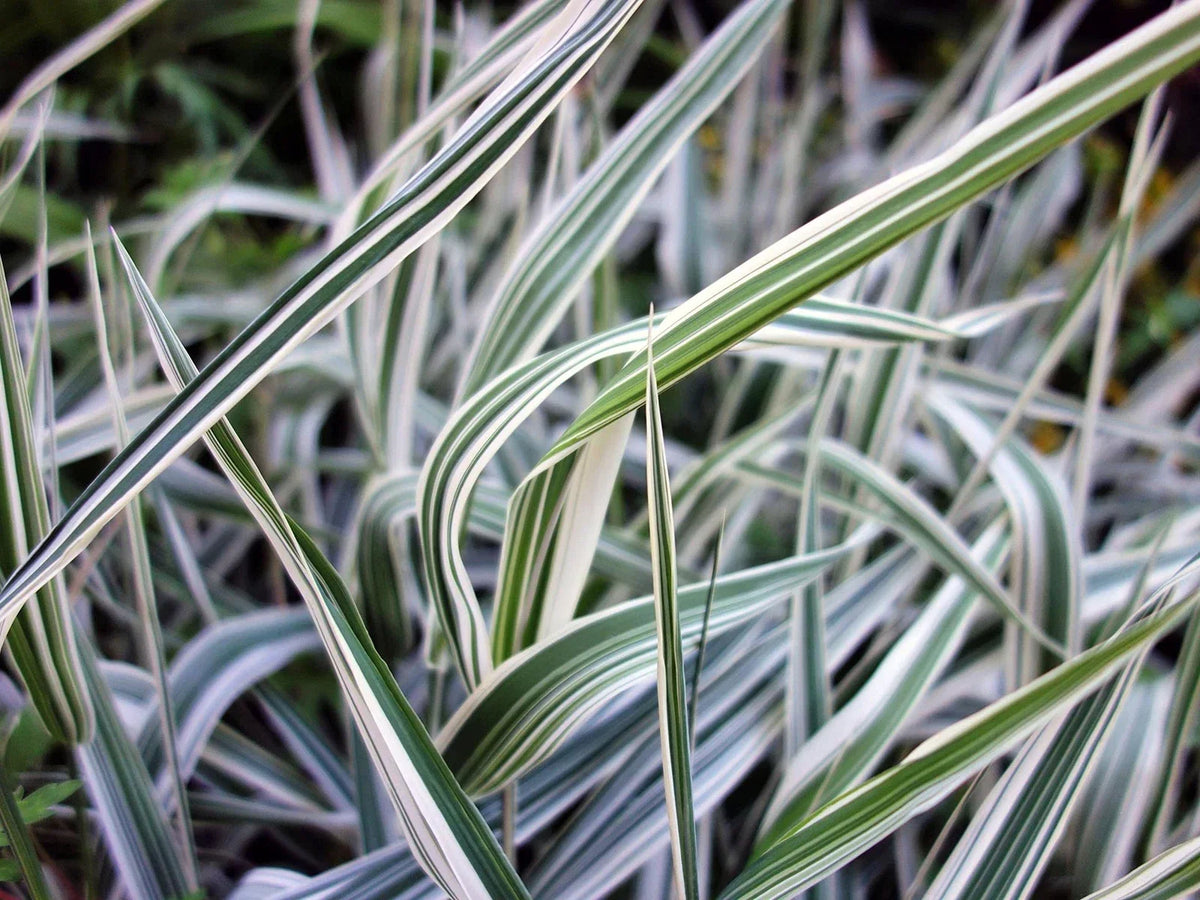 Reed Canary Grass Seeds - 1,000 Count - Ornamental Grass - Phalaris arundinacea - Green Foliage for Ground Cover and Erosion Control