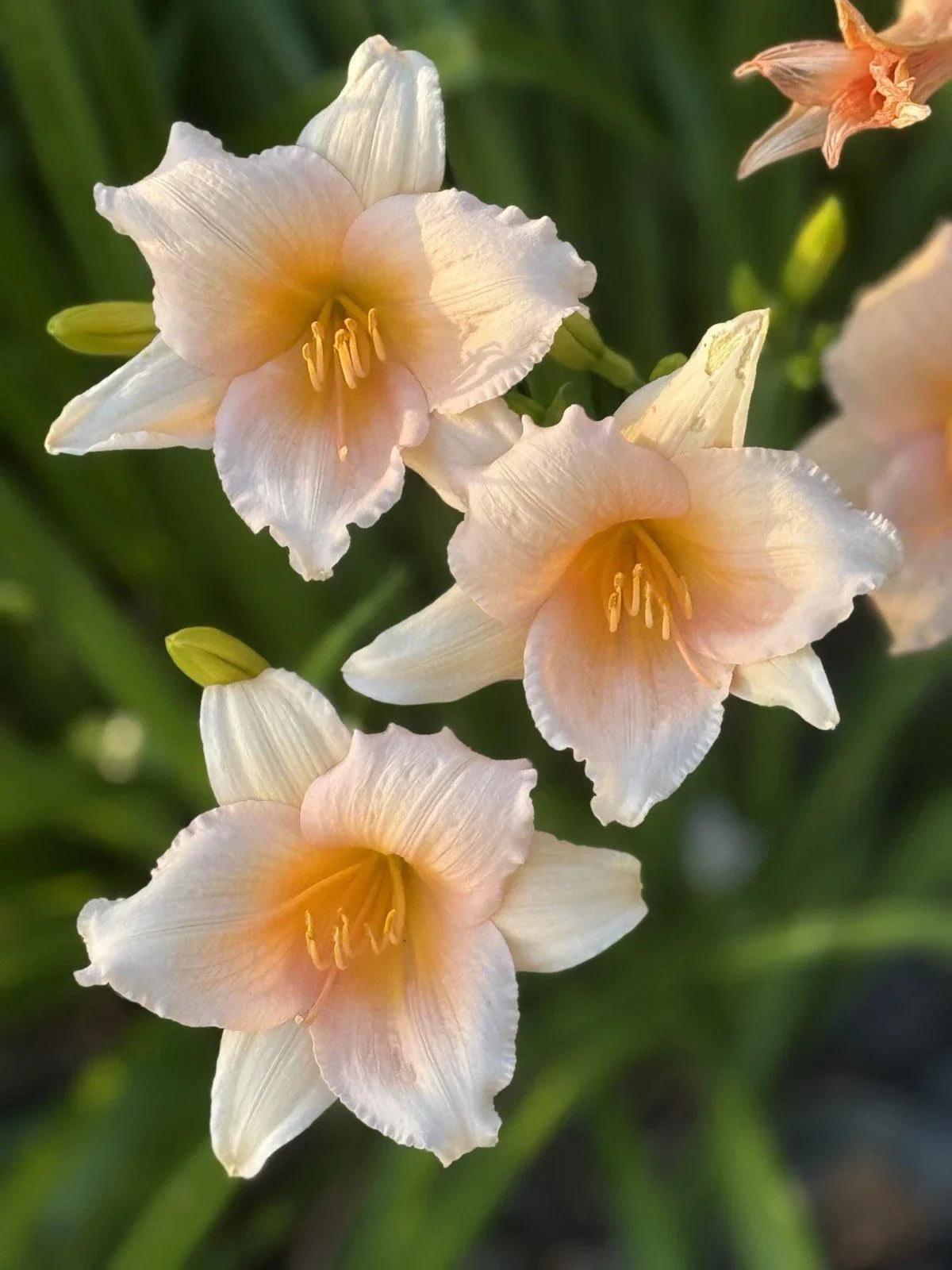 Mini Pearl Daylily Bareroot Fan, Peach Reblooming Hardy Perennial, Hemerocallis 'Mini Pearl'