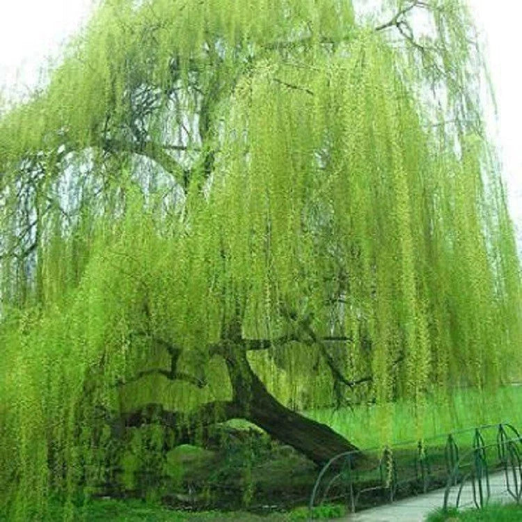 Weeping Willow Tree Seeds - 5 Bright Green Seeds - Salix babylonica - Fast-Growing Landscape Planting