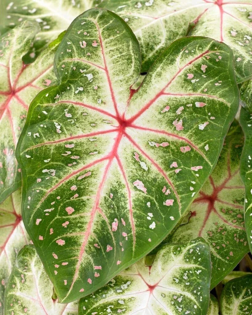 Galaxy Caladium Bulbs - Colorful Tropical Foliage Plants - Caladium bicolor - Ideal for Shade Gardens and Containers