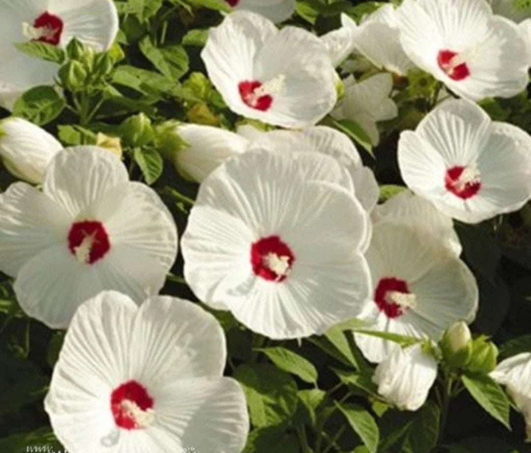 Hardy White Hibiscus Live Plant - Large Bare Root - Hibiscus grandiflorus - Ideal for Fall Planting, Attracts Pollinators