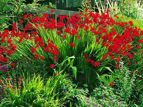 Crocosmia Seeds - 113 Count - Bright Red Flowers - Crocosmia Lucifer - Easy to Grow - USA Seller - Perennial Garden Plant