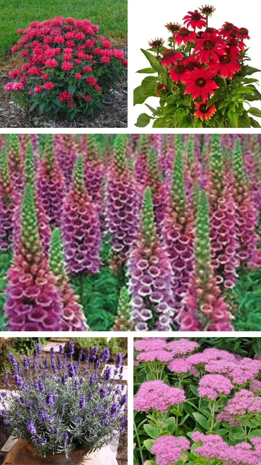 Perennial Starter Plant Collection - 5 Varieties Echinacea, Foxglove, Lavender, Sedum, Monarda - Live Plugs for Garden