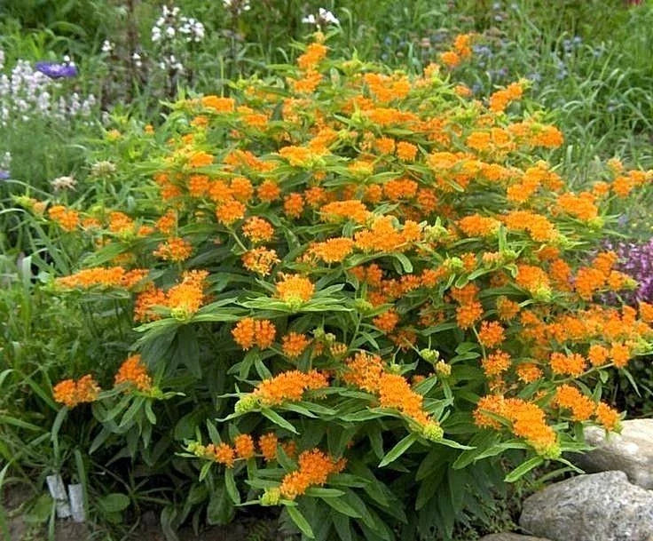 Orange Butterfly Weed Seeds - 50+ Native Wildflower Seeds for Container Garden - Asclepias tuberosa, Heat & Cold Tolerant