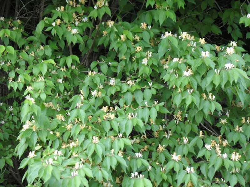 Honeysuckle Bush Live Plant 6+ Inches Yellow White Flowers Lonicera japonica