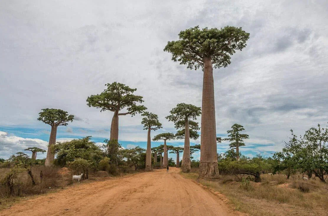 Baobab Tree Seeds - Capricata Variety - Rare Adansonia Digitata - Grow Exotic Tropical Plant - Unique Bottle-Shaped Trunk